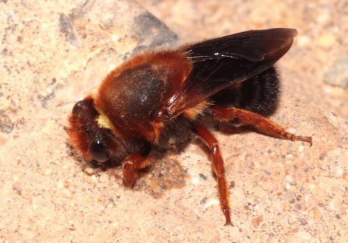 Réf. 271 514 : Megachile sicula